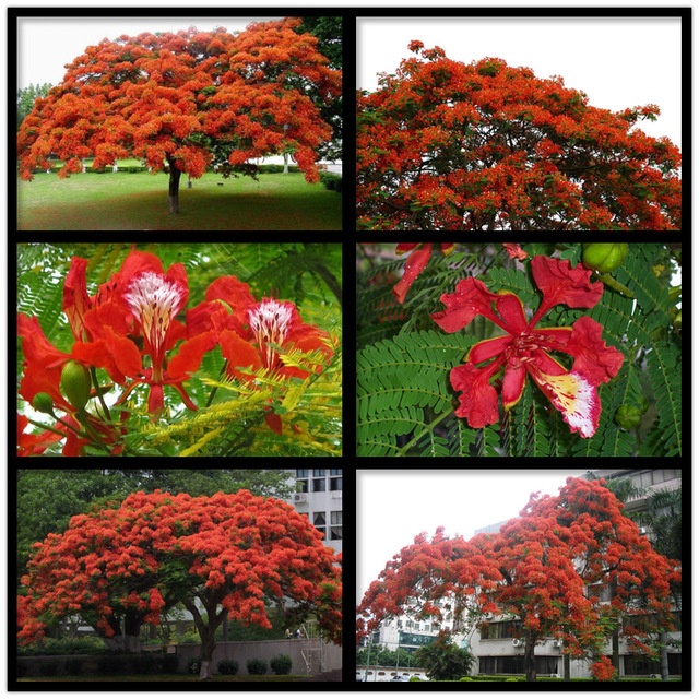 Bamboo plant paper, baskets, huts, mats, furniture, walking sticks, etc. What Is The Typical Lifespan Of A Gulmohar Tree Quora