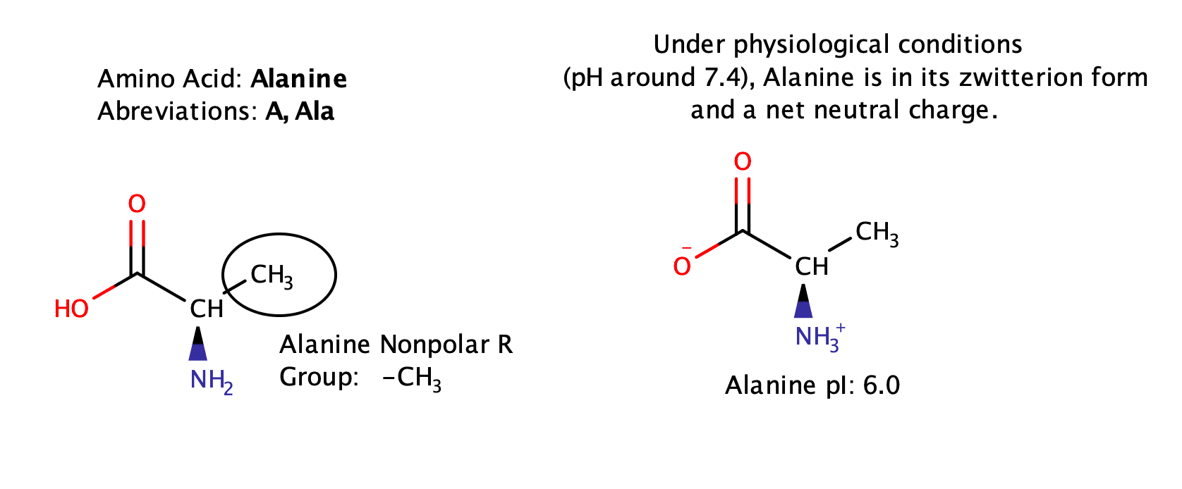 Mengapa alanin digunakan untuk substitusi asam amino? - Quora