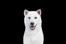 Shiba inu now accessible to 4.5 million users via wirex payment (wirex has expanded its ecosystem to enable 4.5 million users to access shiba inu (shib) alongside five other tokens—namely, terra (luna), cosmos (atom), bitcoin cash (bch), orchid protocol (oxt) and enjin coin (enj). Is Kishu Inu Coin A Good Investment What Is Price Prediction Of Kishu Inu Coin At The End Of 2025 Quora