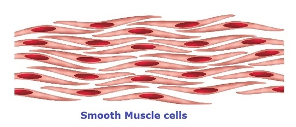 If you're hit with a muscle cramp, it will get your attention right away. What If Humans Have Photosynthetic Cells In Their Body To Make Their Own Food Quora