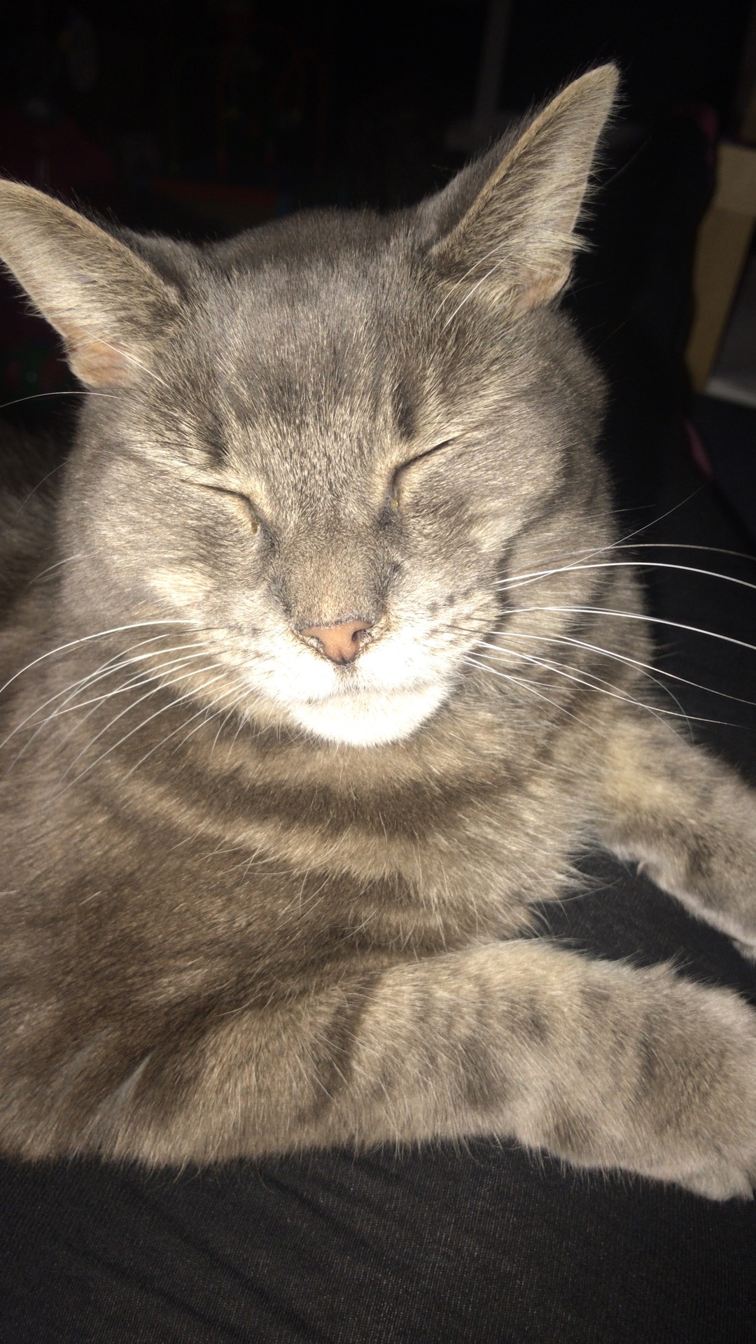 Mengapa orang membiarkan kucing mereka keluar? Dari penelitian saya, itu  hanya berbahaya dan kucing baik-baik saja jika dibesarkan di dalam ruangan.  - Quora