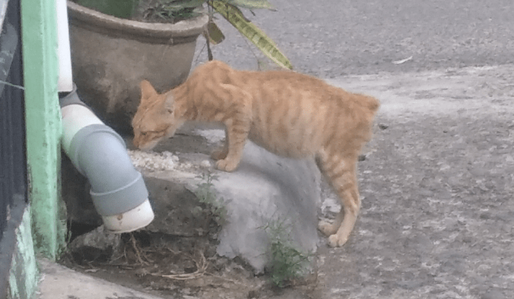 Ini 3 cara mengatasi duri ikan yang nyangkut di tenggorokan. Bagaimana Cara Mengatasi Kucing Yang Tersedak Tulang Di Tenggorokannya Quora