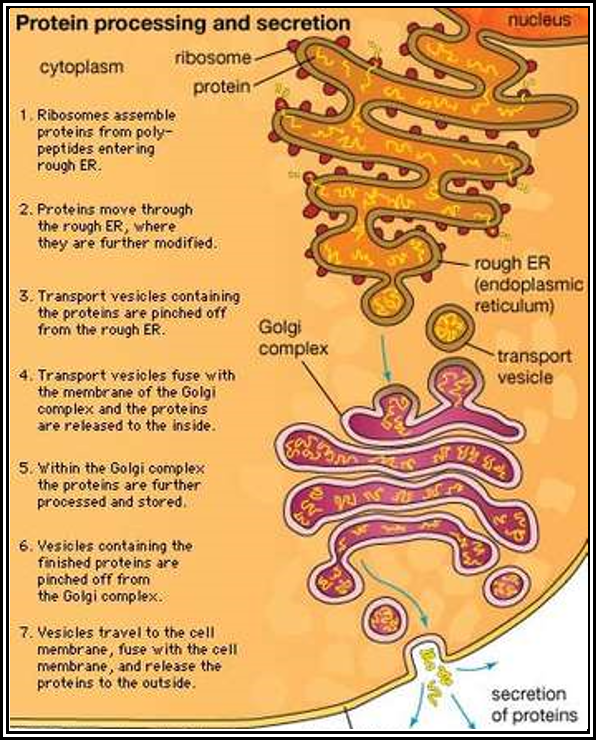 When the broken cell is damaged beyond recovery it destroys itself, the process is called apoptosis. What Is The Definition And Function Of Smooth Endoplasmic Reticulum Quora