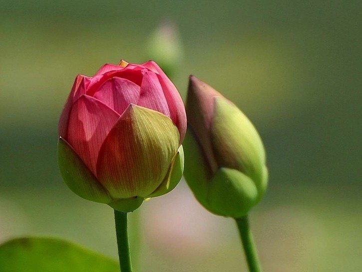 How blooms can get us through lockdown. Why Does A Flower Bud Weigh More Than A Blossomed Flower Quora
