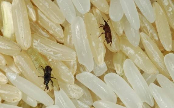 Bagaimana kumbang beras merayap ke dalam kantong plastik beras yang  tertutup rapat dan belum dibuka? - Quora