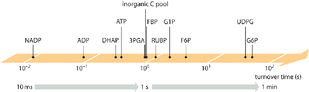 Berapa waktu pergantian ATP dalam satu siklus sel? - Quora