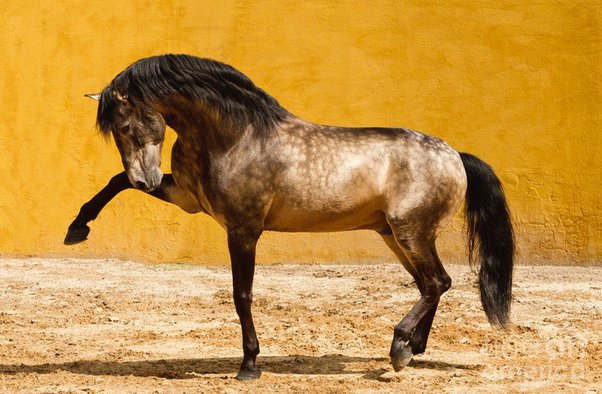 Jenis kuda modern apa yang paling dekat dengan yang digambarkan oleh  Albrecht Durer? - Quora