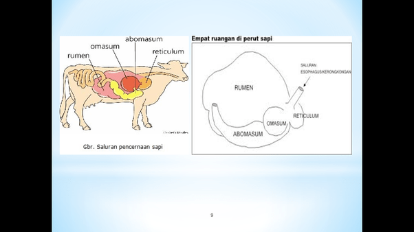 alasan hewan dapat memakan rumput - Elinotes review