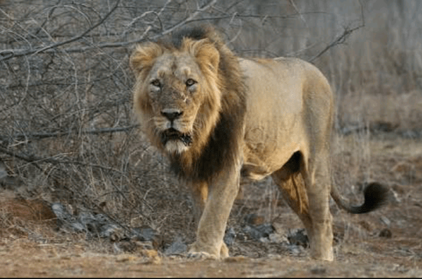Kim boutin × david broner. What are the different species of lions? Are there any that are extinct? - Quora