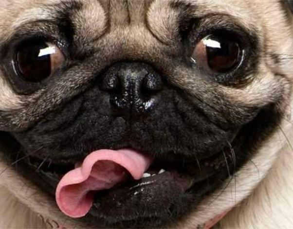 Every year, ugly dogs from across the country come to petaluma, calif., to compete in the world's ugliest dog competition. What are some of the cutest 'ugly' animals? - Quora