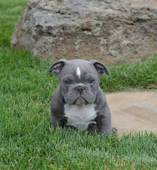 Hooch, a gigantic french mastiff, really might be the greatest movie dog ever. How much does a Pitbull puppy cost in India? - Quora
