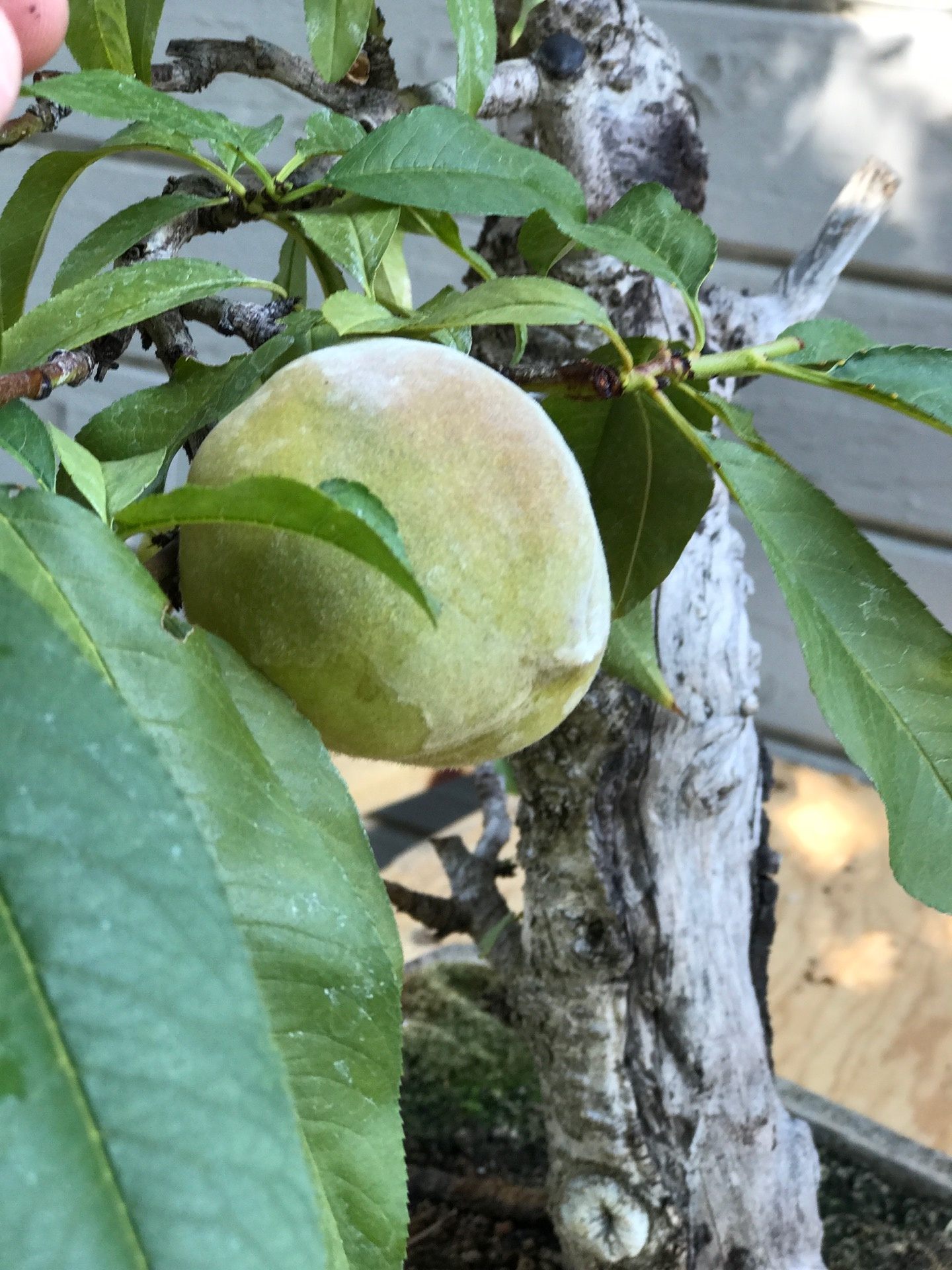 I live in florida so trees that live good there would be best i live in florida so trees that live good there would be best best answer 10 years ago you did not say where in florida you are in, but minamitropicalbonsai.com has a page sugges. Can Bonsai Trees Produce Fruits Quora