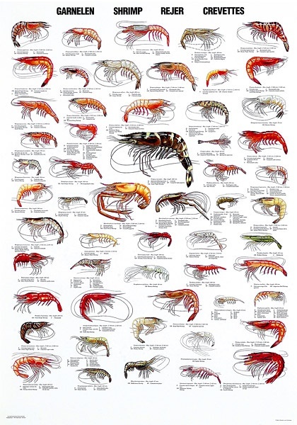 How to cook shrimp and lobster scampi