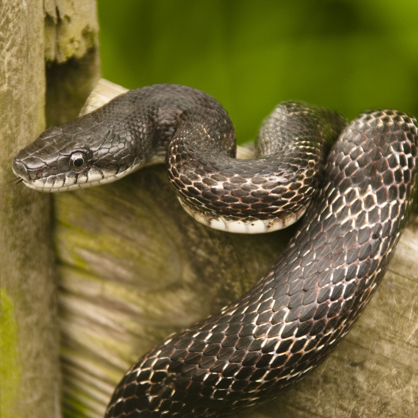 Bagaimana cara mengetahui apakah ular taman tidak berbahaya atau ular hitam  - Quora