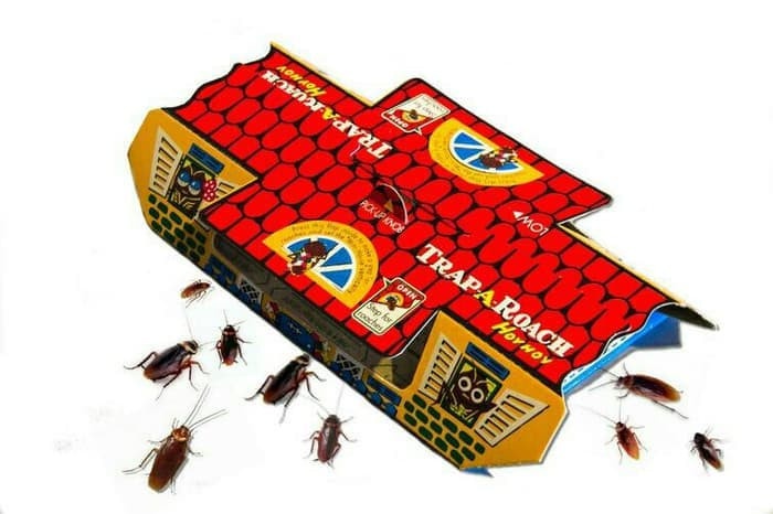 Bagaimana cara membasmi kecoa secara ampuh? - Quora