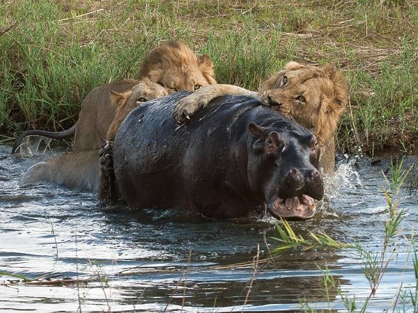 In a real fight the lion might be the winner, because lion is a carnivorous animal which means that it only eats animal meat. Is it true a gorilla would win a fight against a lion? - Quora