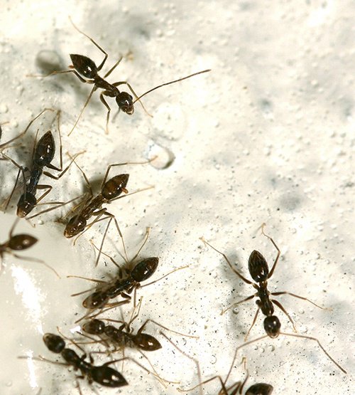 Mengapa koloni semut hanya memiliki satu ratu? Bagaimana dia dilahirkan  berbeda dari sesama semut lainnya? - Quora