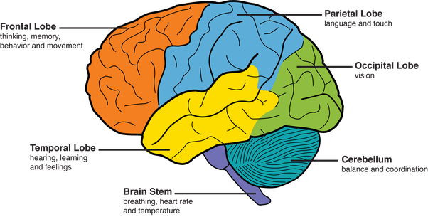 Apa yang menyebabkan demensia terjadi pada otak? - Quora