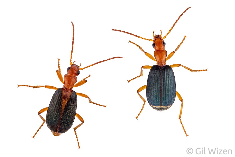 Apa saja cara hewan yang sangat keren membela diri? - Quora