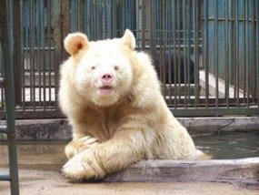 A young native canadian (first nations person) fights to keep her culture and identity when she is abducted to a residential school. Why aren't polar bears called white bears? - Quora