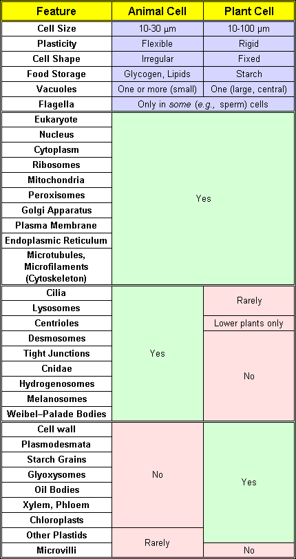 We did not find results for: What Are The Differences And Similarities Of Animal And Plant Cells Quora