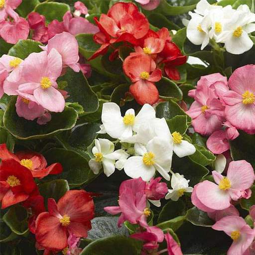 Apakah begonia mereproduksi dengan daun? - Quora