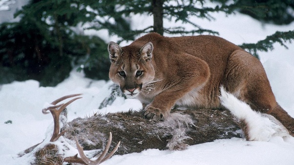 Club américa pumas mx ⚪️ 9 | julio ⌚ 8:30 pm et | 7:30 pm ct | 5:30 pm pt univision deportes radio de costa a . How does the North American cougar/mountain lion, survive