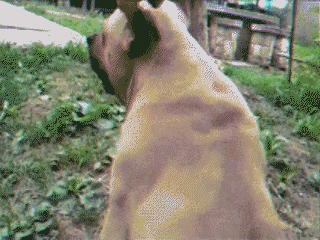 Few things in life are more universally loved than dogs. How To Say Dog In Chinese Quora