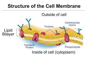 What is cell wall composed of. What Is The Difference Between Cell Wall And Cell Membrane Quora