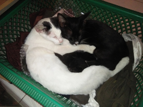 ✓ gratis untuk komersial ✓ tidak perlu kredit ✓ bebas hak cipta. Apakah kucing mengkhawatirkan pemiliknya? - Quora