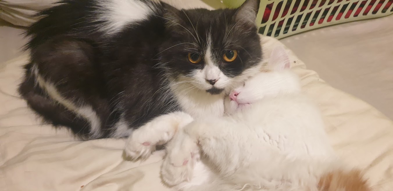 Apa saja yang perlu saya lakukan saat memungut kucing liar untuk  dipelihara? Apa saya perlu ke dokter hewan? - Quora