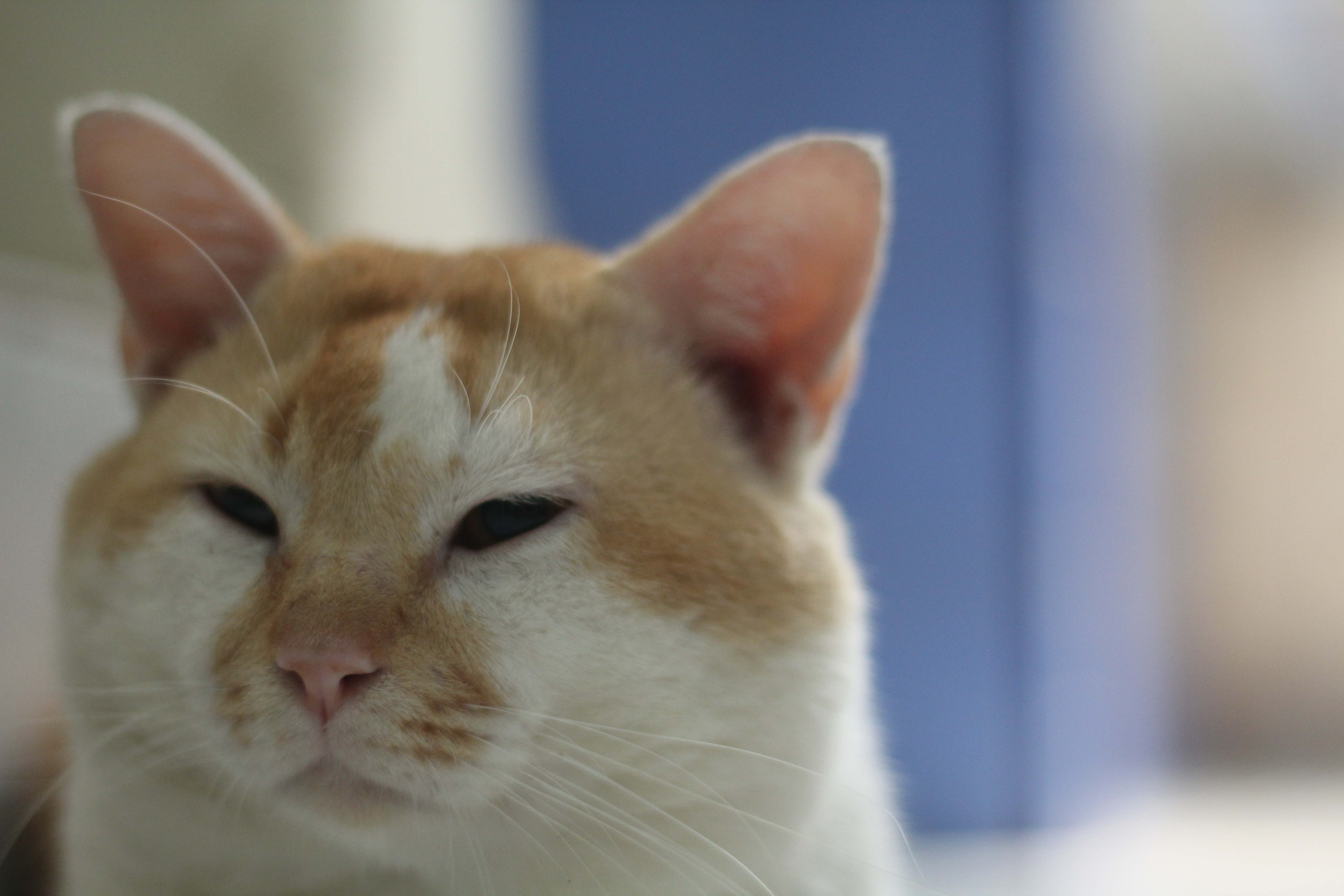 Saya habis dikencingi kucing, pertanda apakah itu? - Quora