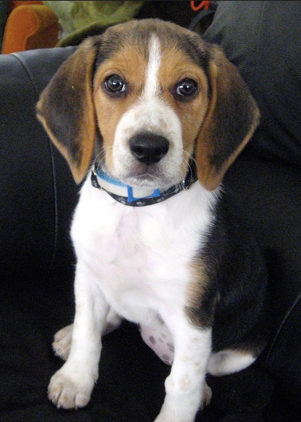 Check spelling or type a new query. Pet Dog Price In Delhi | Goldenacresdogs.com