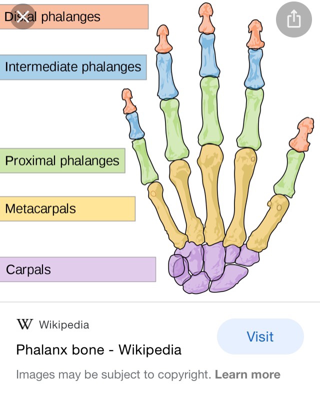 Tulang di sekitar kuku disebut apa? Apa itu taji? Apakah buku-buku jari  kaki dan buku-buku jari ada hubungannya dengan lecet yang menyakitkan pada  jari tangan dan kaki? - Quora