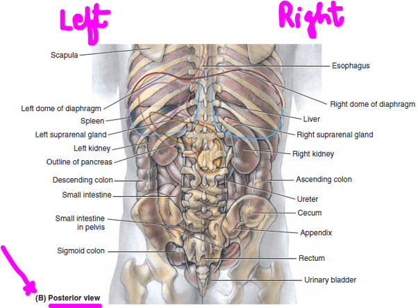 The only anatomy atlas illustrated by physicians, atlas of human anatomy, 7th edition, brings you. What organs are on the right side of your back? - Quora