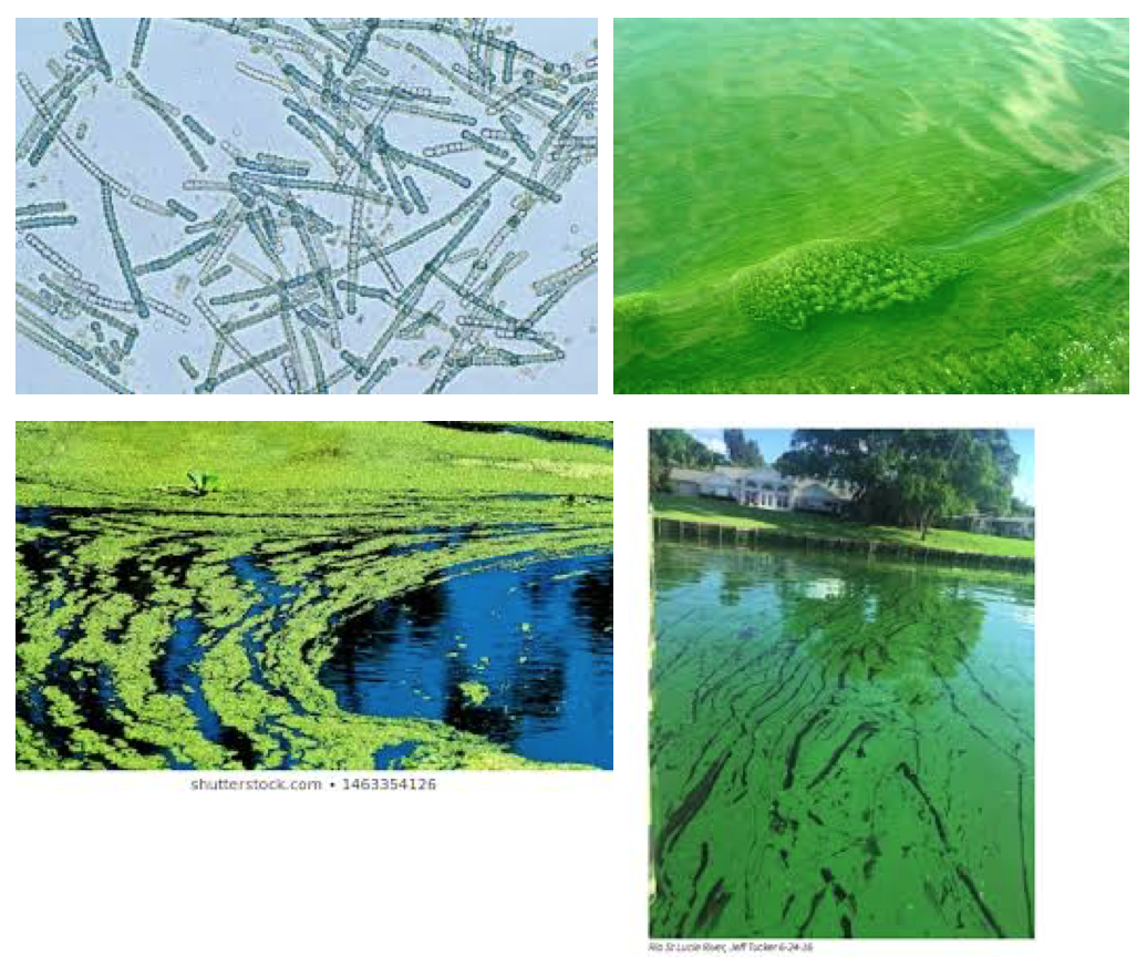 Apakah semua cyanobacteria memfiksasi nitrogen? - Quora