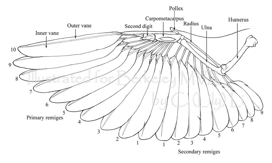 The two positions look entirely . What Are The Wings Of Bats Made Of How Are Bats Wings Different Than The Wings Of A Bird Quora