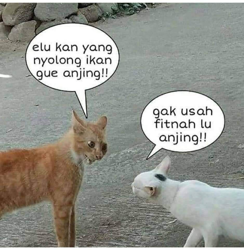 Bagaimana cara mengatasi kucing yang sering bertengkar di sekitar area  rumah? - Quora