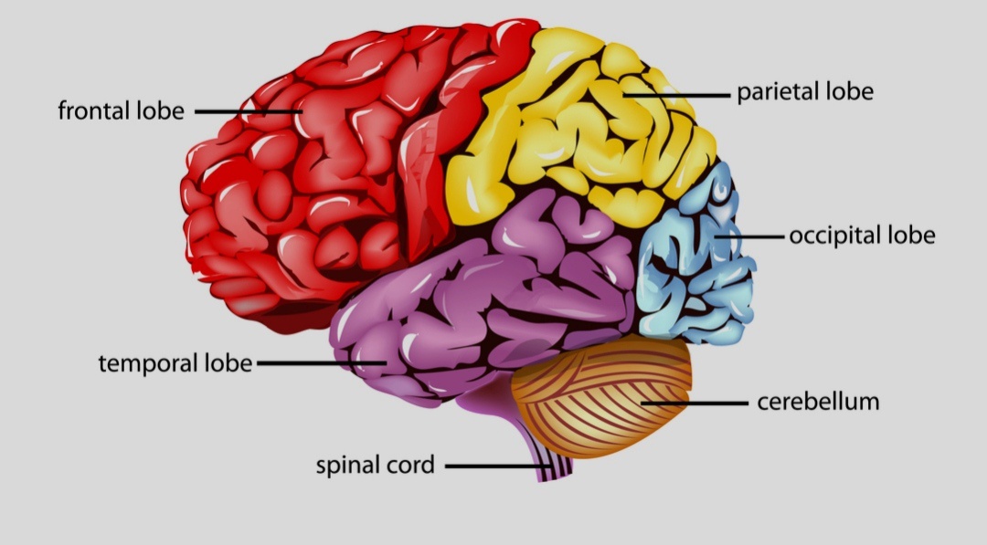 A brain aneurysm is a weak spot or bulge in a brain blood vessel. The Association Cortex In The Parietal Lobe Integrates What Information With What Other Information From The Occipital Lobe Quora