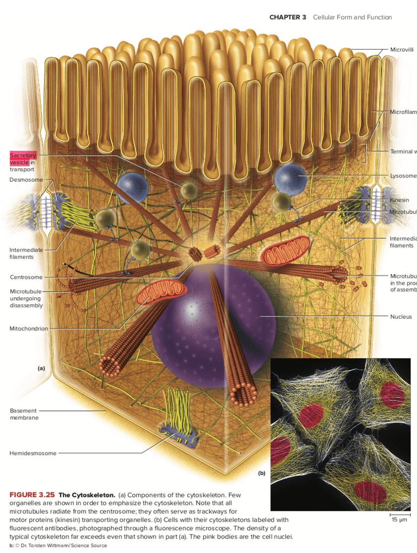 Mengapa fungsi filamen aktin, filamen intermediet, dan mikrotubulus sangat  berbeda satu sama lain? - Quora