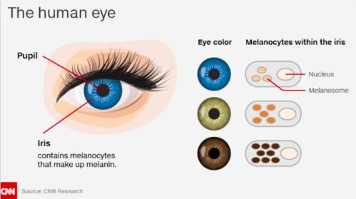 Apa yang menyebabkan mata manusia berbeda warna (biru, cokelat, hitam)? -  Quora