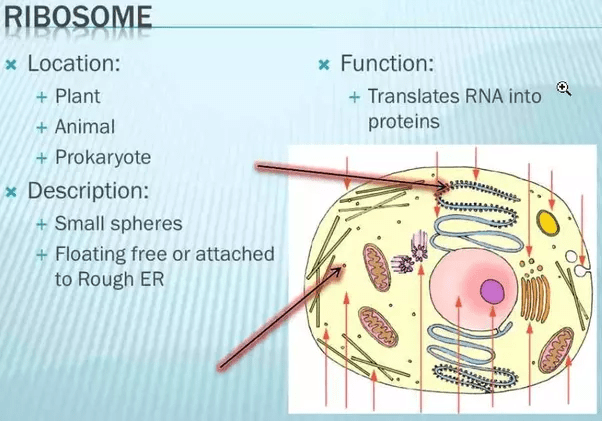 What is the function of the ribosomes in an animal cell. What Are The Main Functions Of Ribosomes And Where Are They Located Quora