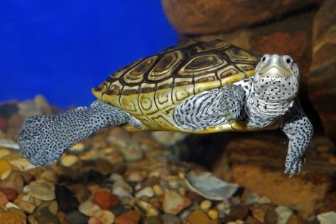 what kind of animals live on both land and water quora