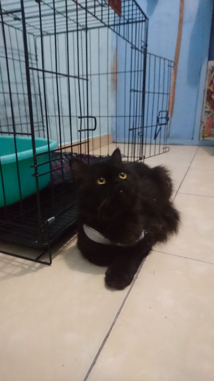Anggaran khusus ini dipersiapkan untuk vaksin, konsultasi berkala, hingga pengobatan ketika hewan sedang sakit. Berapa Biaya Pengobatan Dan Pengecekan Di Dokter Hewan Apabila Kucing Tiba Tiba Pincang Quora