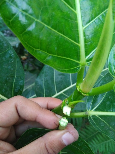 Apa penyebab tumbuhnya kutil? - Quora