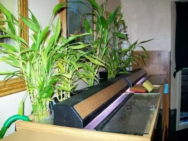 Jan rot is expected to celebrate his last birthday with a musical performance at the luxor theater in rotterdam. How to grow a lucky bamboo in an aquarium - Quora