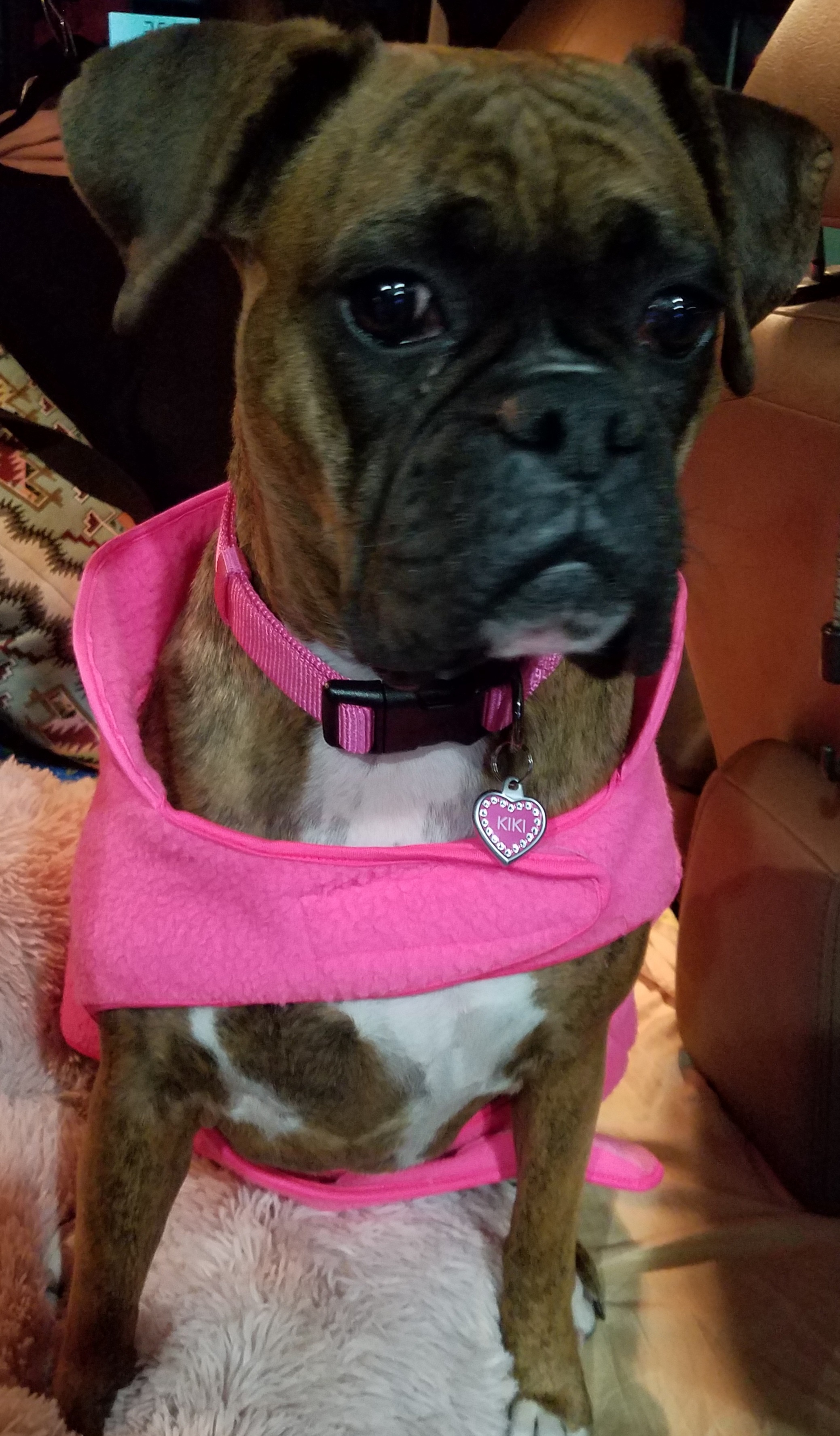 However, those definitions aren't as clear. Do Dogs Understand Their Name As A Name Or Just As A Synonym For A Come Command Quora