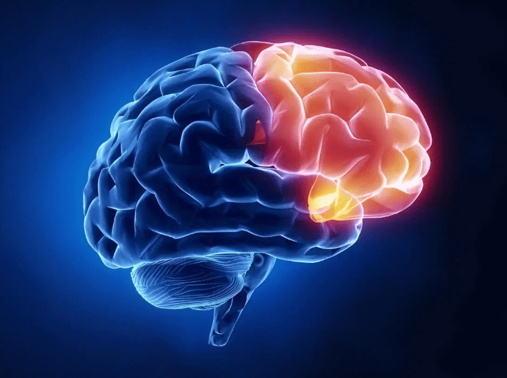 Apakah pembagian otak manusia seperti drive C, D, E seperti dalam hard disk  komputer? - Quora