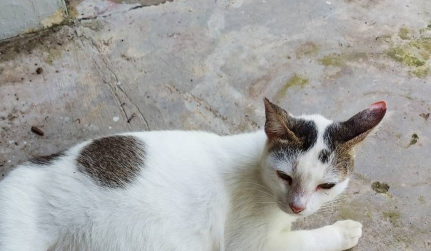 Apa saja dampak pergaulan bebas pada masyarakat luas? - Quora