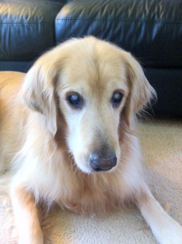 Once this condition progresses, your doctor will start talking about surgery to remove the cataracts. What does a blind dog's eyes look like? - Quora